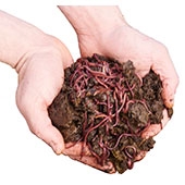 compost